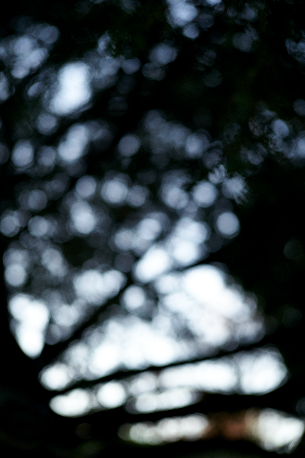 visuel davoux branche