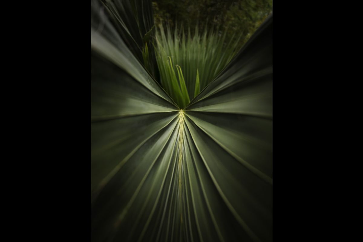 Vegetal by Leica SL 