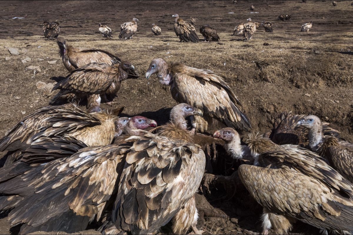 La curée des vautours griffons de l’Himalaya.